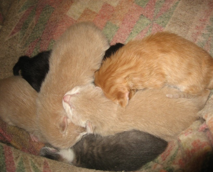 new kittens